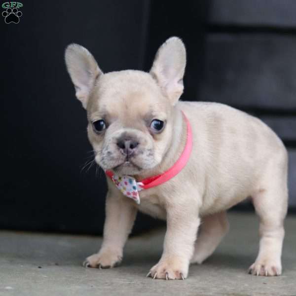 Cara, French Bulldog Puppy